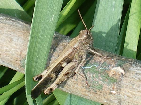 Aiolopus strepens (Acrididae)